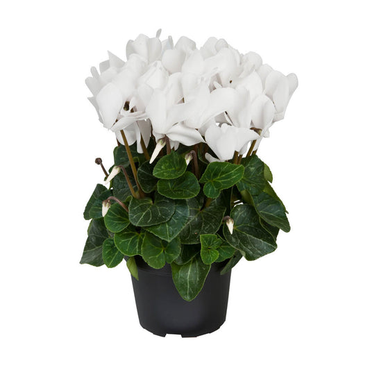 Cyclamen | Allure White | Potted Houseplants