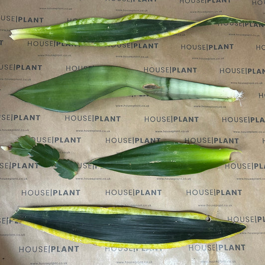 Chop and Prop Set 5 | Unrooted Cuttings | Plants