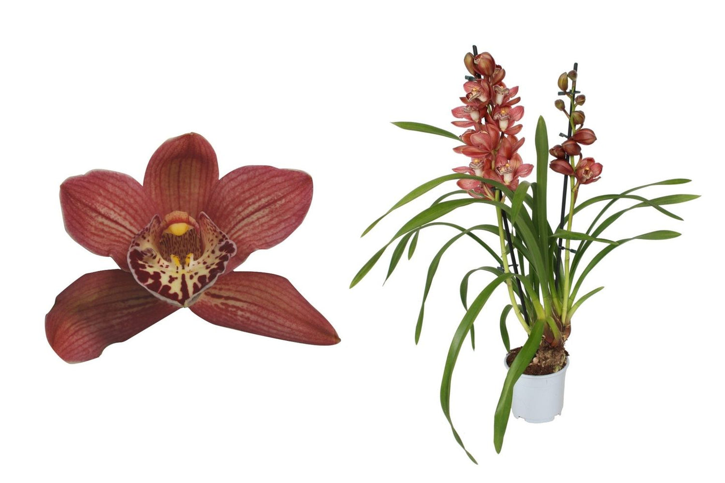 Cymbidium Orchid | Red Beauty