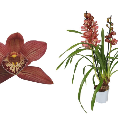 Cymbidium Orchid | Red Beauty