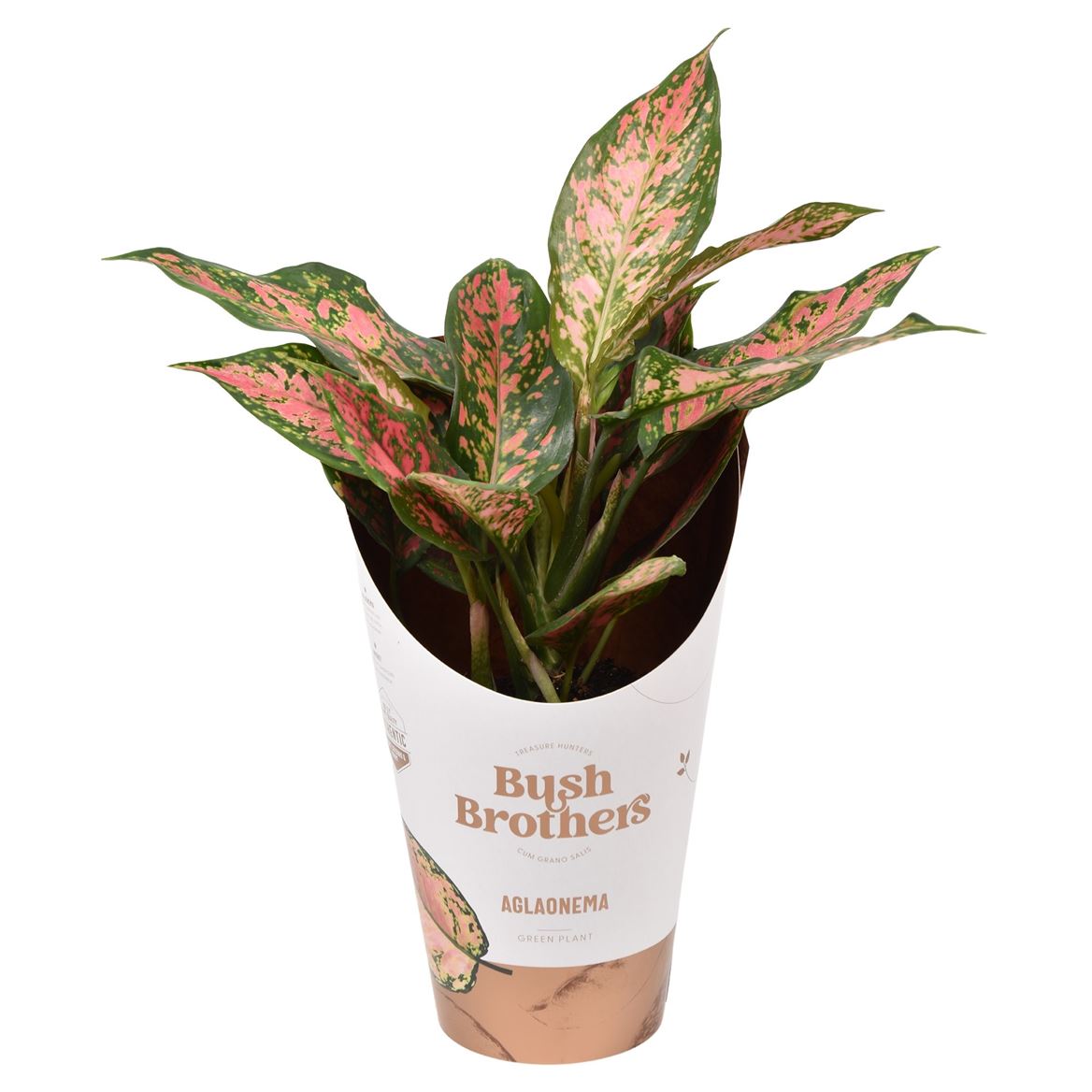 Chinese Evergreen | Point Star