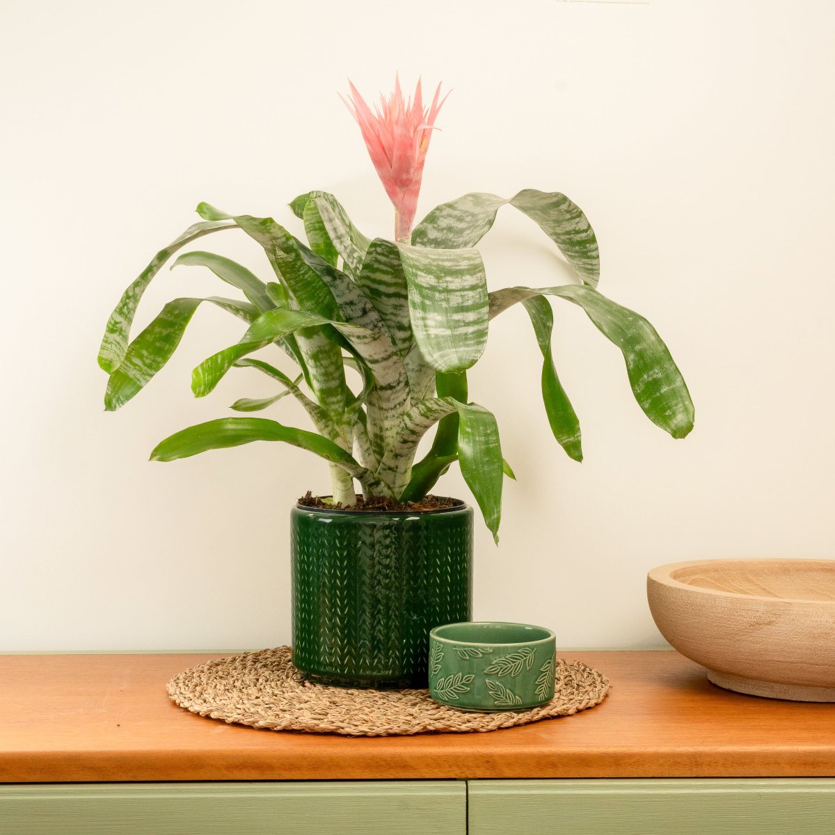 Urn Plant | Primera