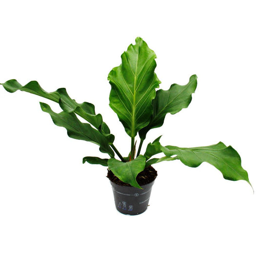 Anthurium | Bird Nest | Potted Houseplants