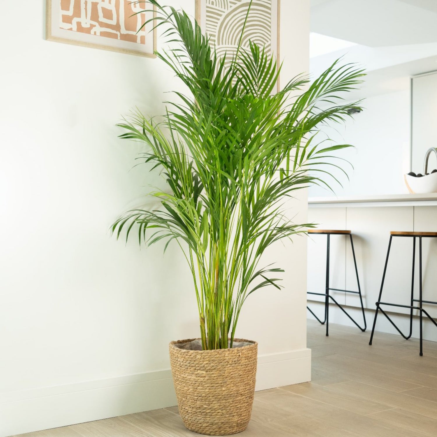 Areca Palm Dypsis Lutescens Chrysalidocarpus Houseplant UK