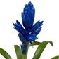 Guzmania Blue