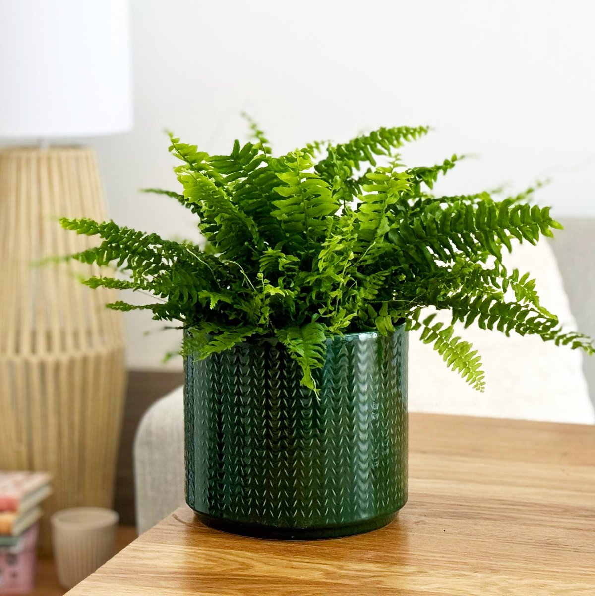 Boston Fern | Green Moment