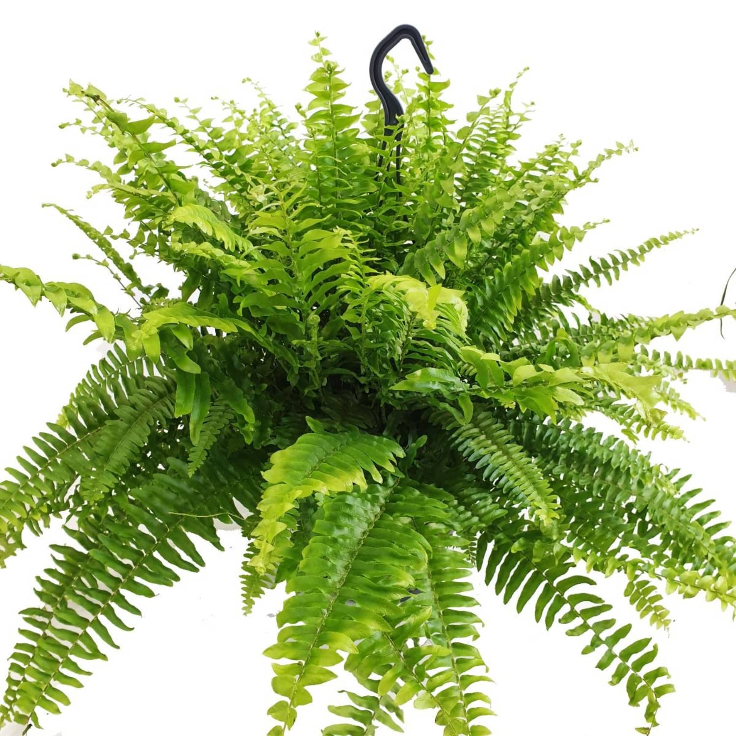 Boston Fern | Green Moment