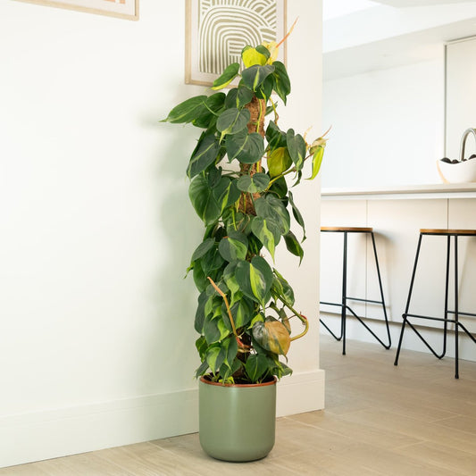 Philo | Brasil | Pothos & Epipremnum Plants