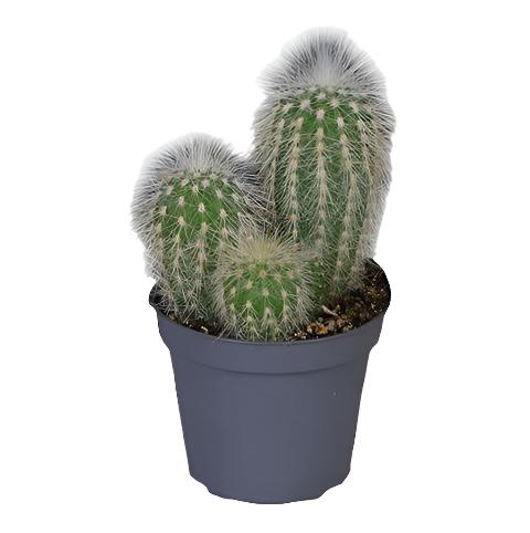 Silver Torch Cactus