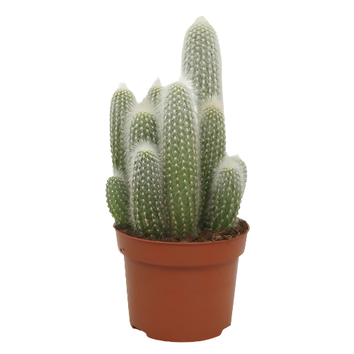 Silver Torch Cactus | Christmas