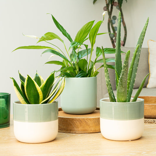 Healthy Home Bundle | Houseplant Bundles