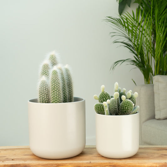 Prickly Pair Bundle | Potted Houseplants