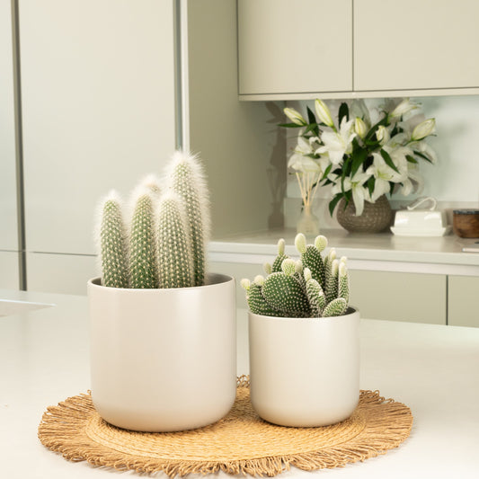 Prickly Pair Bundle | Houseplant Bundles