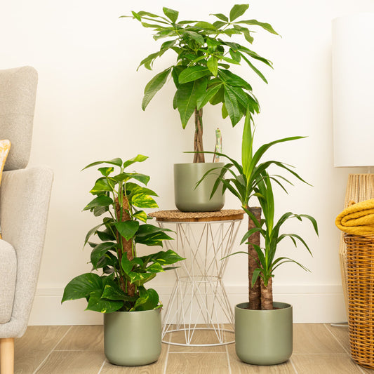 Statement Bundle | Large & Tall Plants