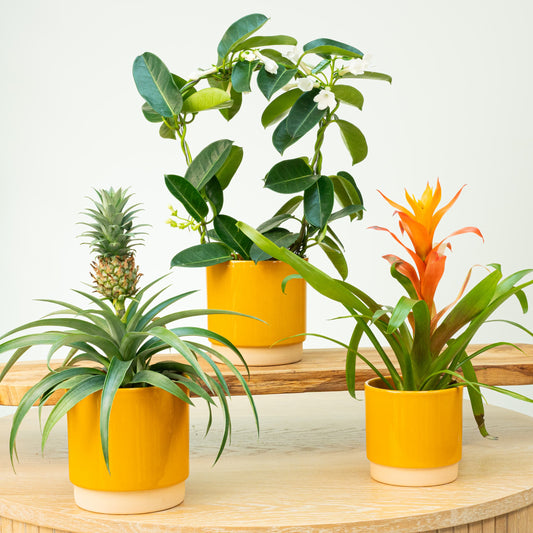 Tropical Paradise Bundle | Houseplant Bundles