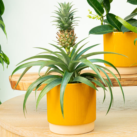 Pineapple Plant | Amigo | Flowering Plants