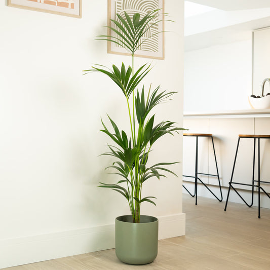 Kentia Palm | Palm Houseplants