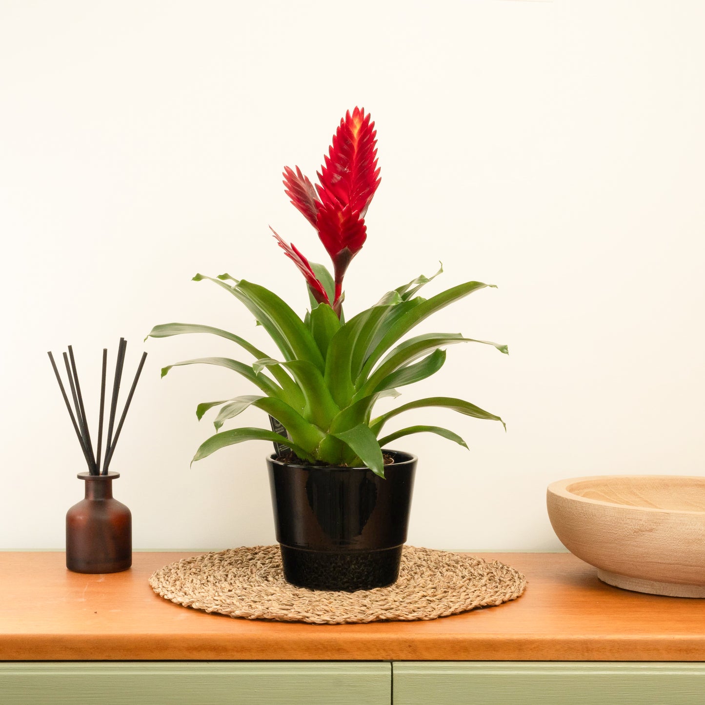 Vriesea Flaming Sword | Red