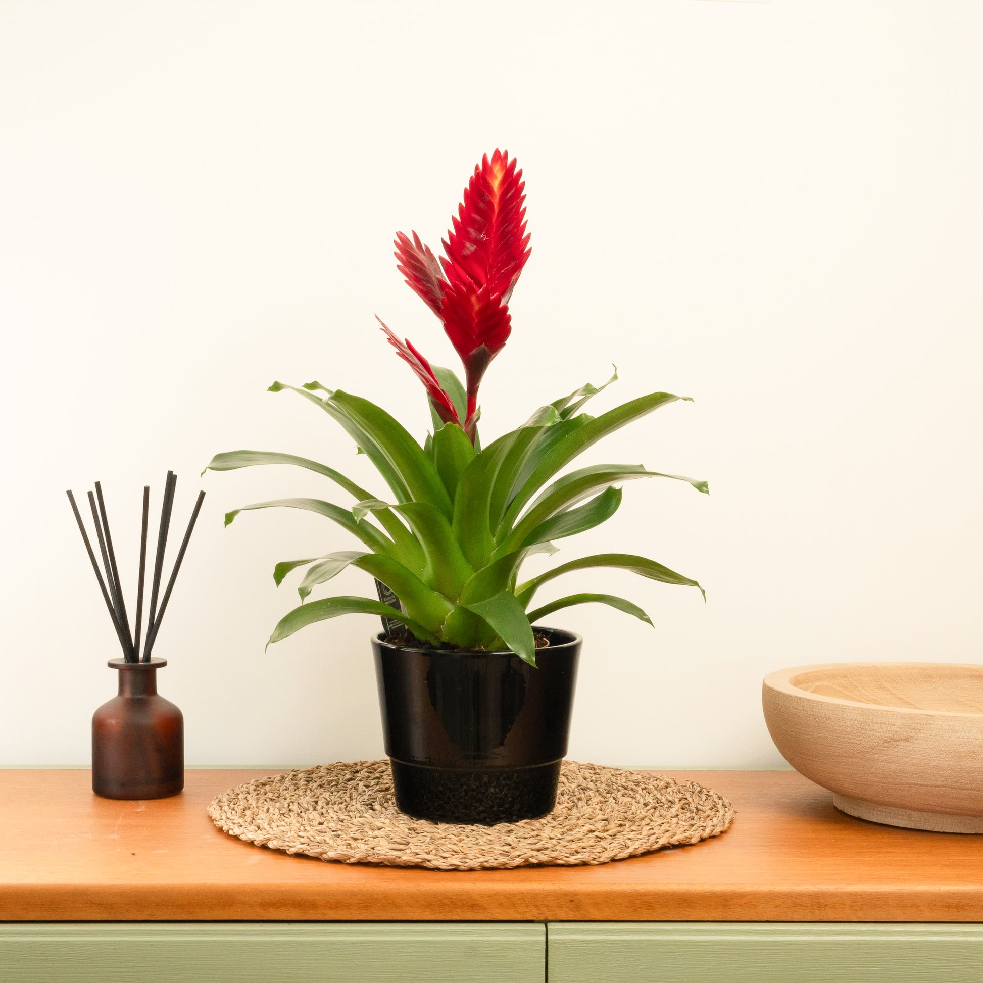 Vriesea Flaming Sword | Red