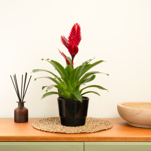 Vriesea Flaming Sword | Red | Bromeliad & Guzmania