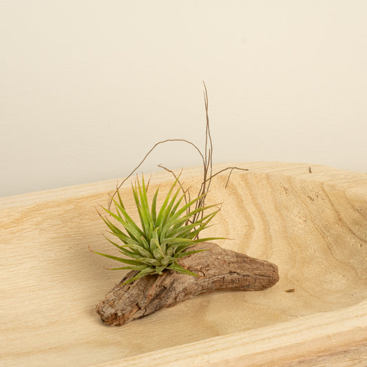 Air Plant | Green | Christmas