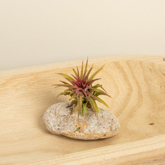 Air Plant | Red | Valentine's Day Plants & Gifts