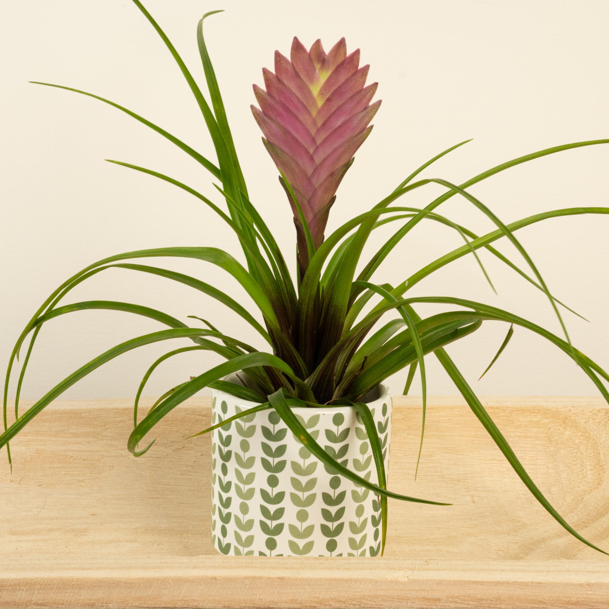 Pink Quill Plant