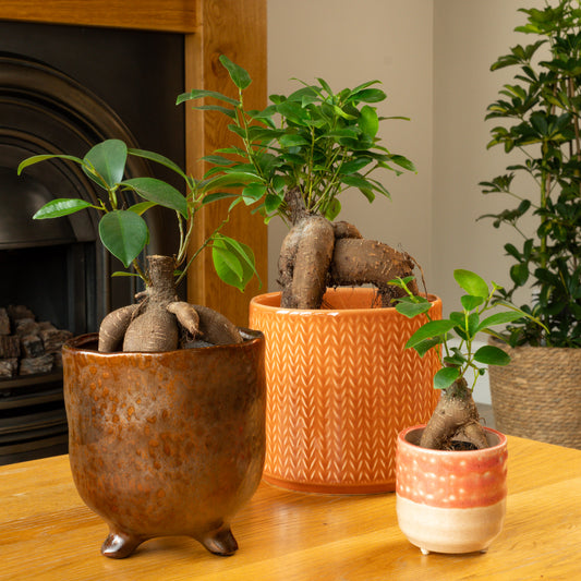 Pot Belly Fig | Potted Houseplants