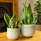 Snake Plant | Futura Superb