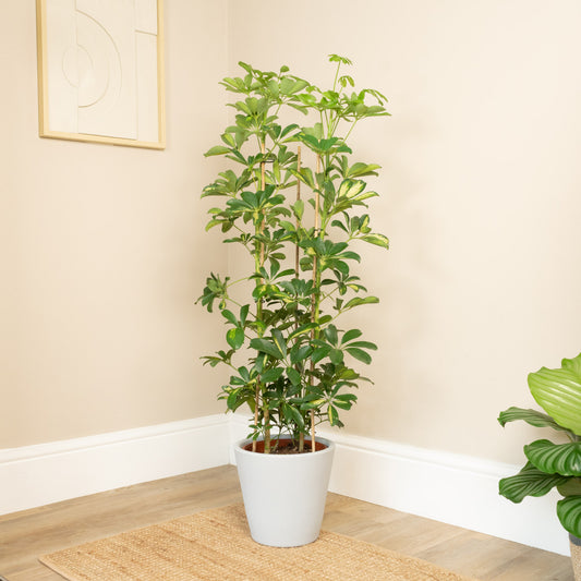 Umbrella Tree | Gold Capella | Large & Tall Plants