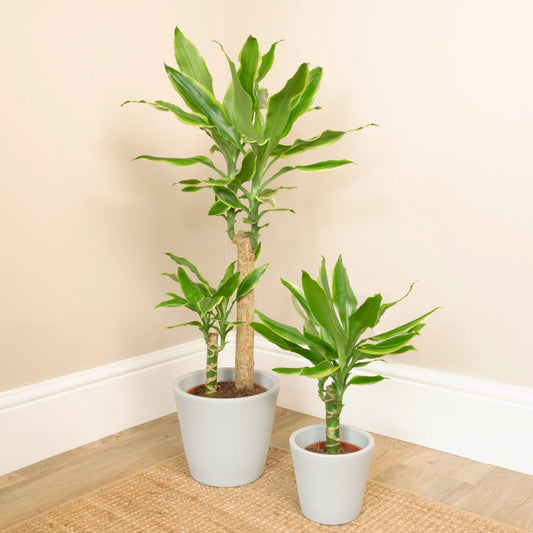 Palm | Gold Coast | Dracaena Plants