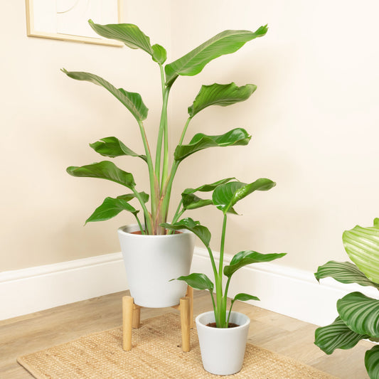 Bird Of Paradise | White | Large & Tall Plants