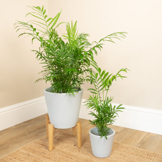 Parlour Palm | Pet Safe Plants