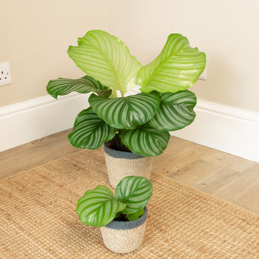 Prayer Plant | Orbifolia | Indoor Plants