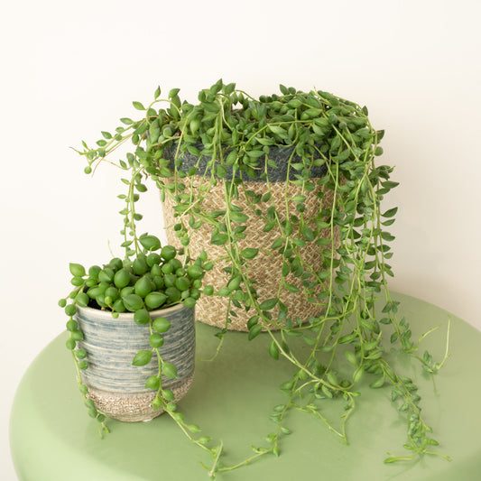 String Of Teardrops | String Of Pearls | Climbing & Vine Plants