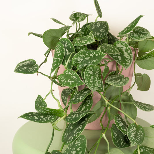 Satin Pothos | Houseplant Moving Sale