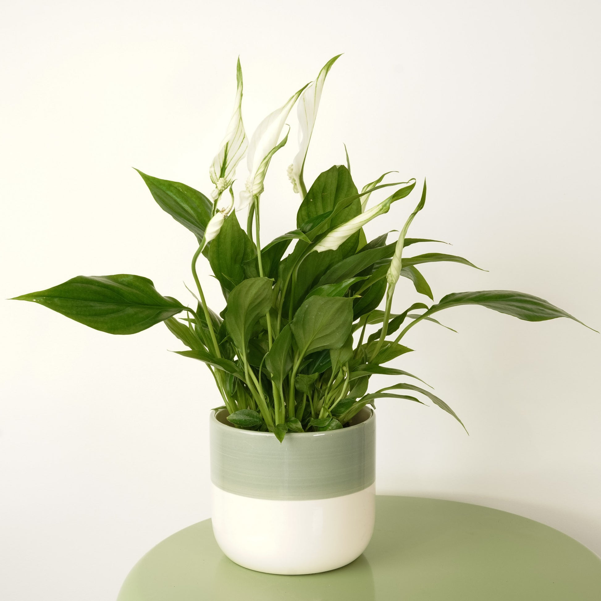 Peace Lily | Chopin