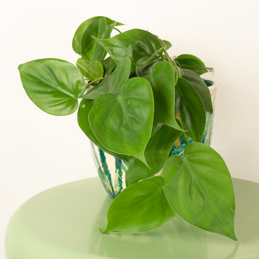 Sweetheart Plant | Pothos & Epipremnum Plants