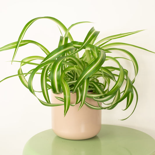 Curly Spider Plant | Bonnie | Pet Safe Plants