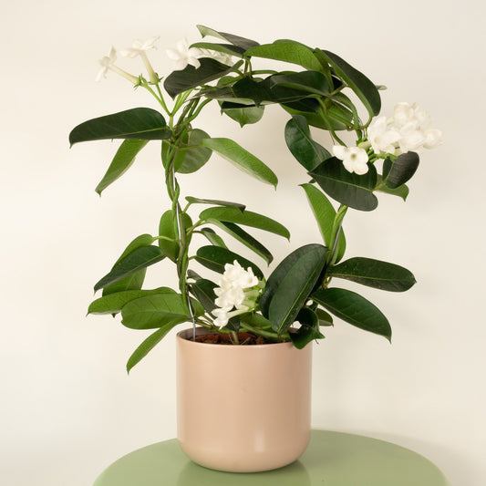 Madagascar Jasmine | 