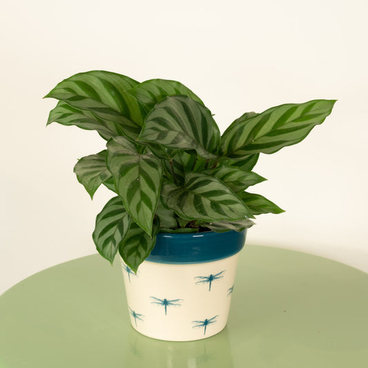 Prayer Plant | Freddie | Indoor Plants