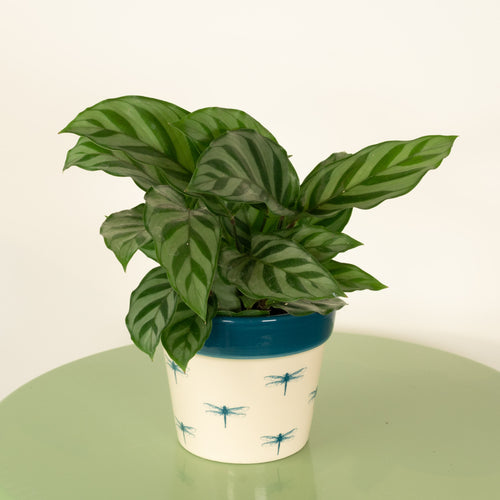 Prayer Plant | Freddie