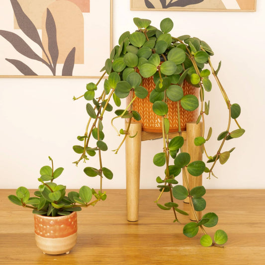 Radiator Plant | Hope | Indoor Hanging Plants