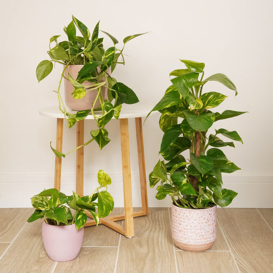 Devil's Ivy | Golden Pothos | Large & Tall Plants