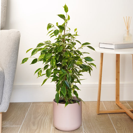 Weeping Fig | Anastasia | Large & Tall Plants