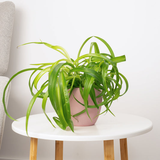 Curly Spider Plant | Green Bonnie | Perfect Plants for Under £30