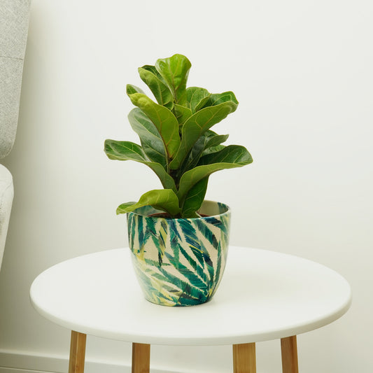 Fiddle Leaf Fig | Bambino | Ficus & Fig Plants