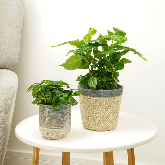 Coffee Plant | Arabica | Indoor Plants