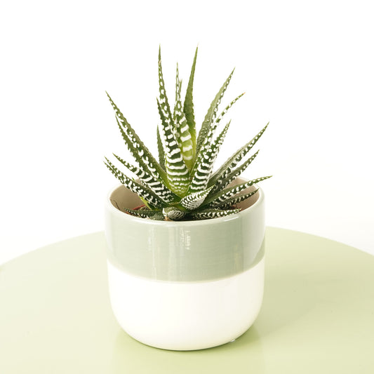 Zebra Cactus | Big Band | Indoor Succulent Plants