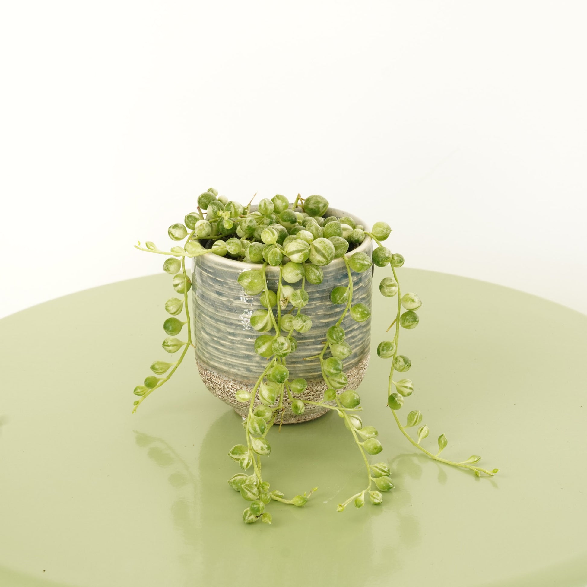 Variegated String Of Pearls | Albo | Hard To Find